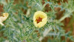 Argemone subfusiformis