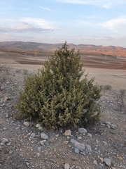 Juniperus oxycedrus