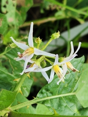 Solanum volubile