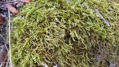 Brachythecium laetum