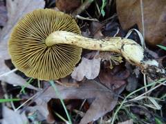 Cortinarius olivaceofuscus