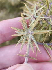 Juniperus oxycedrus