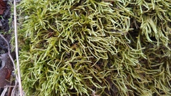 Brachythecium laetum