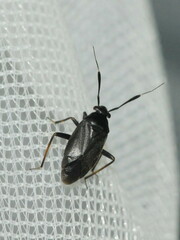 Capsus ater