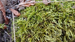 Brachythecium laetum