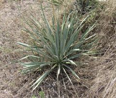 Yucca necopina