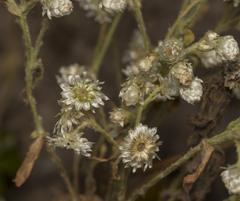 Pseudognaphalium