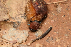Deltochilum