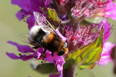 Eristalis intricaria