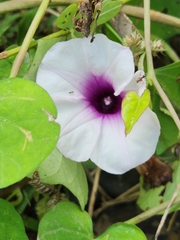 Ipomoea batatas
