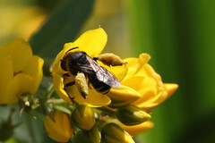 Macropis