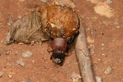 Deltochilum