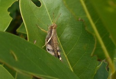 Omalotettix obliquus
