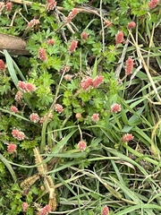 Acalypha radians