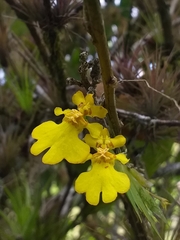 Erycina pusilla