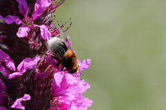 Eristalis intricaria