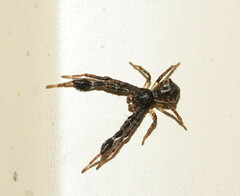 Stephanopis barbipes