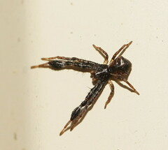 Stephanopis barbipes