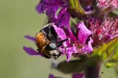Eristalis intricaria