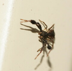 Stephanopis barbipes