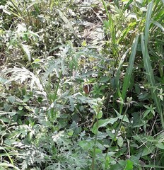 Anartia fatima colima