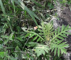 Anartia fatima colima