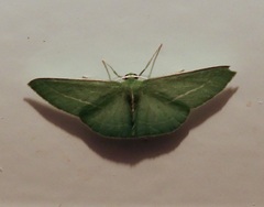 Chlorocoma stereota