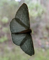Chlorocoma stereota