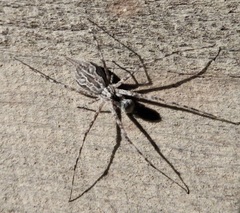 Tamopsis fickerti
