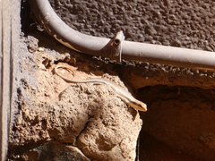 Trachylepis wahlbergii