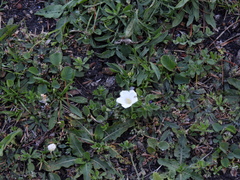 Nierembergia calycina