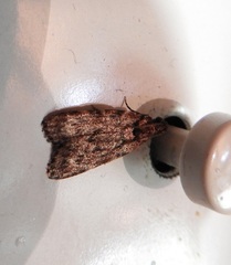 Mimaglossa nauplialis