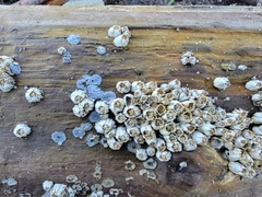 Balanus glandula