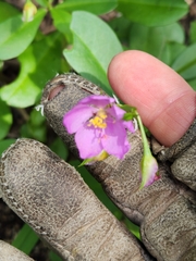 Talinum fruticosum
