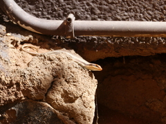 Trachylepis wahlbergii