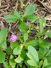 Talinum fruticosum