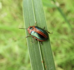 Calomela curtisi