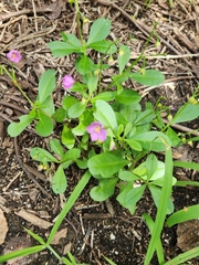 Talinum fruticosum
