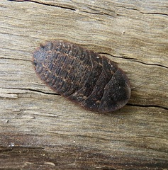 Laxta granicollis