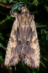 Lithophane patefacta