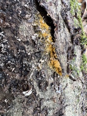 Polycephalomyces tomentosus