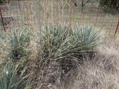 Yucca necopina