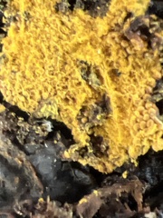 Polycephalomyces tomentosus