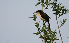 Donacobius atricapilla