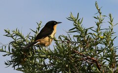 Donacobius atricapilla