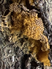 Polycephalomyces tomentosus