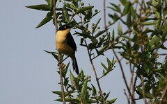 Donacobius atricapilla