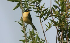 Donacobius atricapilla