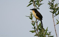 Donacobius atricapilla