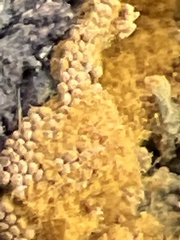 Polycephalomyces tomentosus
